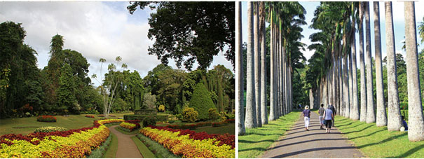 Peradeniya Royal Botanical Garden in Kandy Sri Lanka