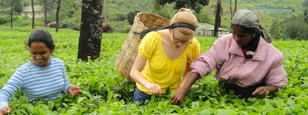 Tea Plucking Experience in Tea Estate in Sri Lanka